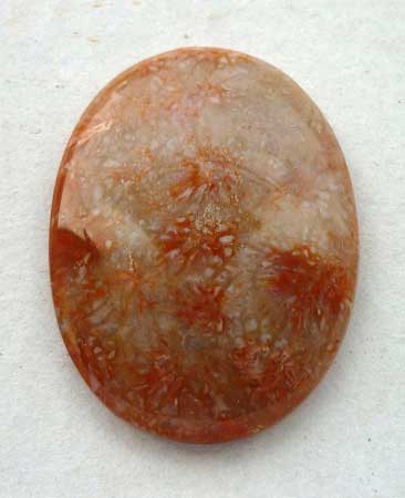 Fossil Coral Cabochon from Indonesia