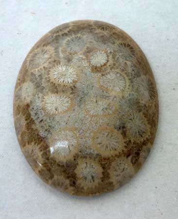 Indonesia Fossil Coral Cabochon