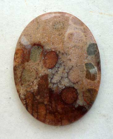 Cabochon Fossil Coral