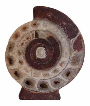 Indonesian Fossil Ammonite - home decoration