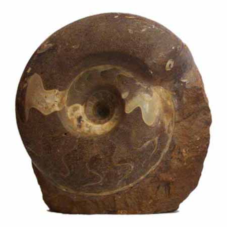 Indonesian Ammonite Fossil rock for home decoration
