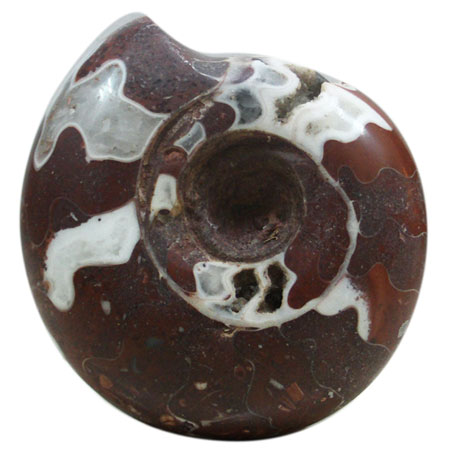Fossil Ammonite from Indonesia collection