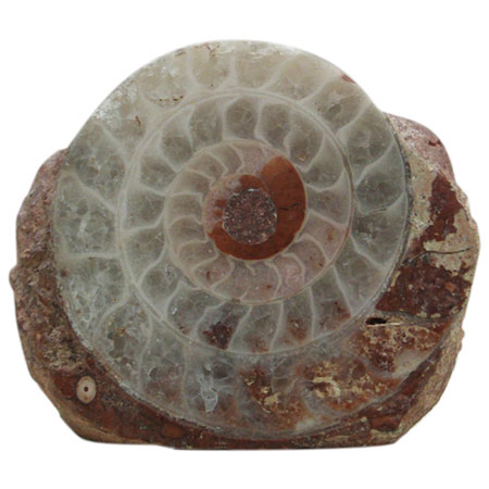 Indonesia Fossil Ammonite