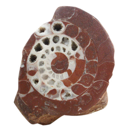 Ammonite Fossil from Indonesia