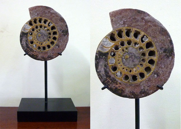 Indonesia Ammonite Fossil - Timor