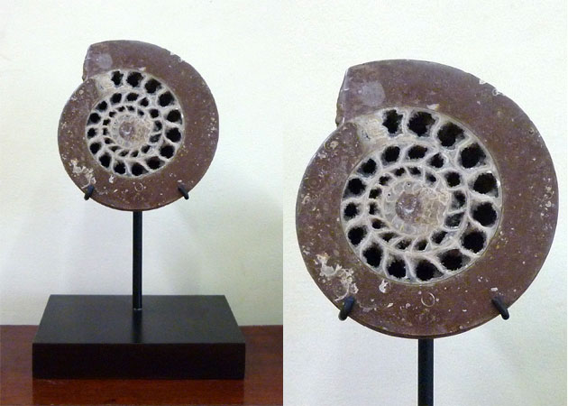 Druzy crystalized Ammonite fossil from Indonesia