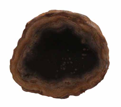 Indonesian Petrified Wood slab